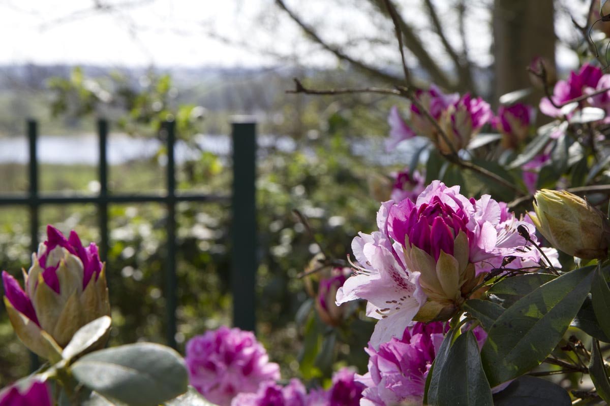 Rondleiding ‘De geheimen van rododendrons’ door collectiebeheerder Theo Damen